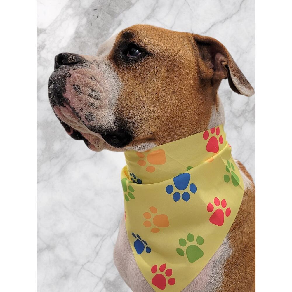 Light Yellow Pet Bandana Colorful Paw Print